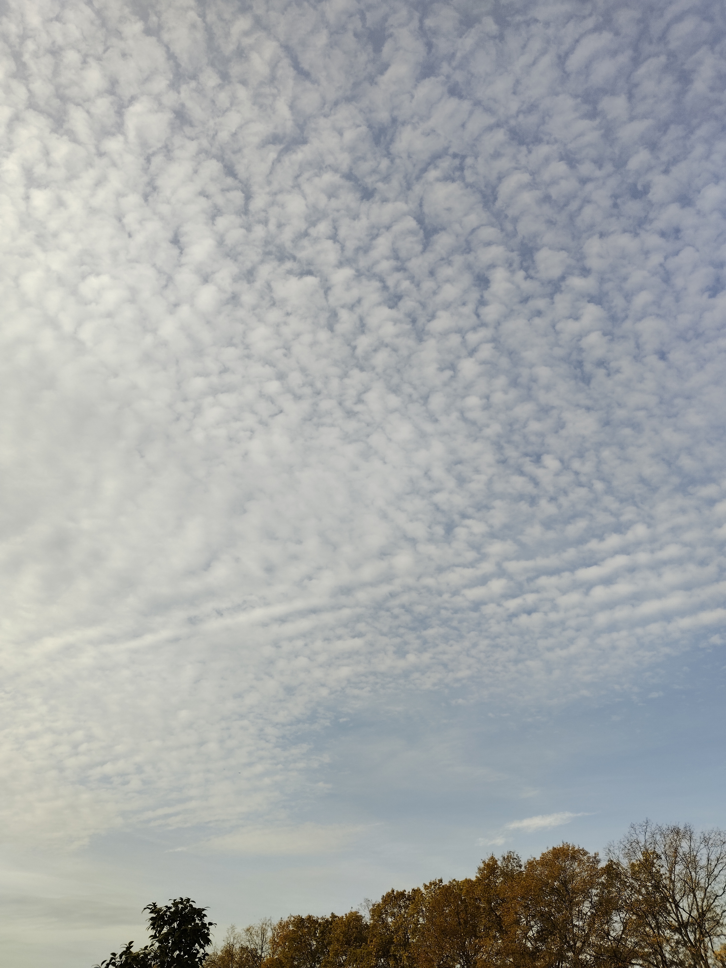 Blick in den Himmel und die Bäume